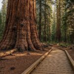 Sherman Tree